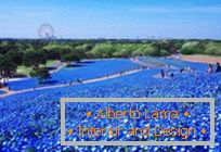Campurile albastre hipnotice din Hitachi-Seaside Park, Japonia