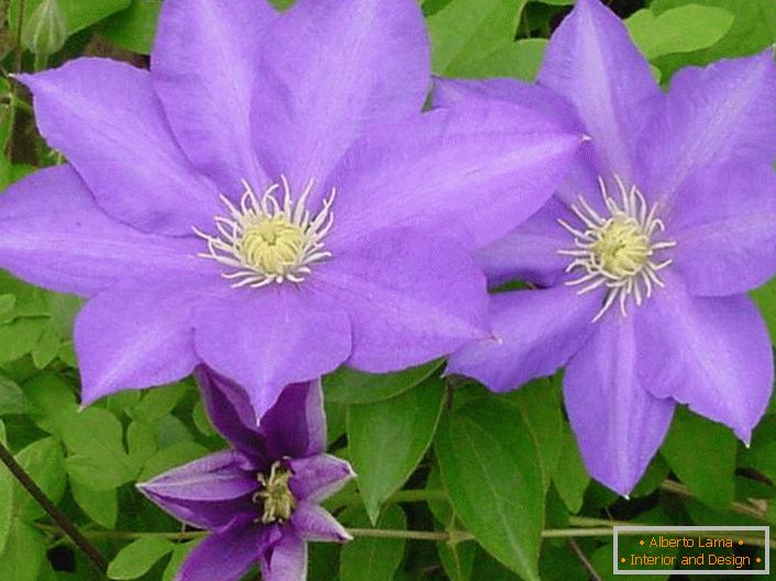 Flori purpurii purpurii de Clematis General Sikorski.