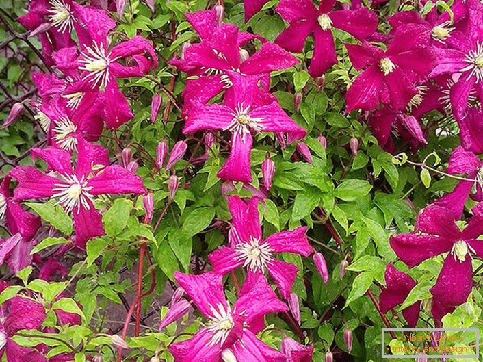 O combinație frumoasă de flori roz întunecate și frunze verzi delicate de plase de plasă bine țesute Clematis Madam Julia.