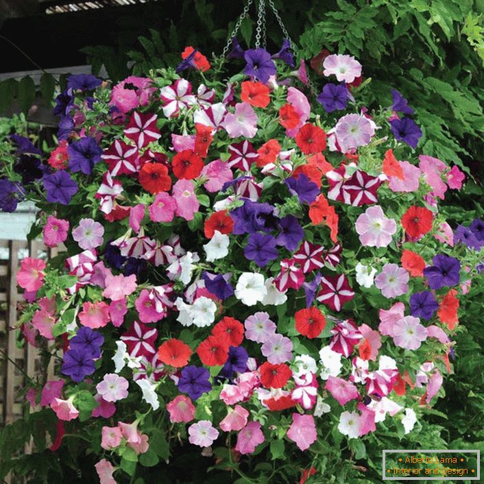 Bomboană multicolore de petunias suspendată într-o oală de flori. 
