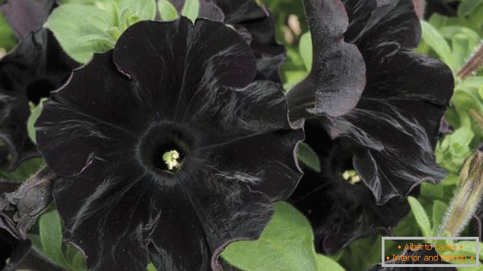 Petunia aristocrat de culoare neagră Negru de catifea.