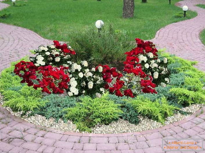 Floarea-grădină rotundă, fără cadru, poate să arate elegantă și atractivă.