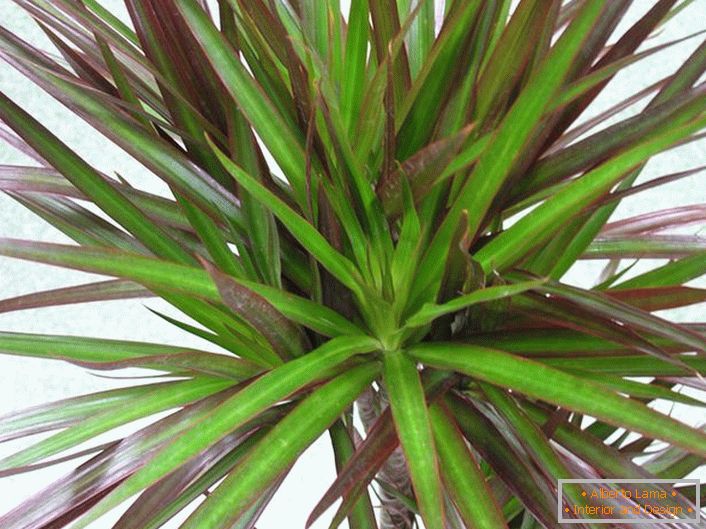 Tabelele de contrast de la Dracaena fac din ea un favorit printre florarii domestici. 