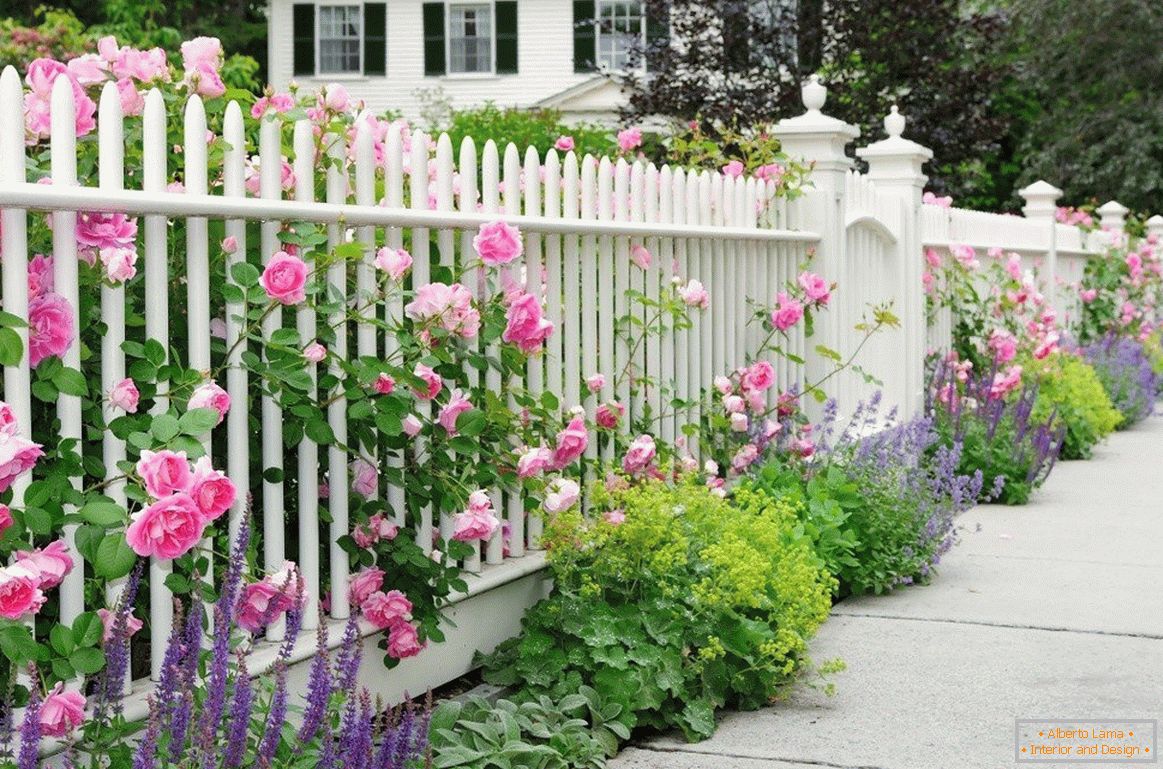 Gard alb cu trandafiri