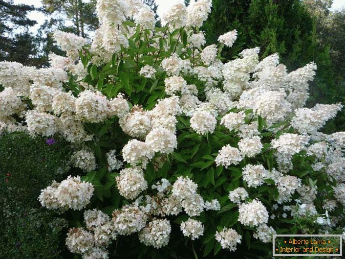 Hortensia paniculate - un arbust înalt, luxos pentru tine.