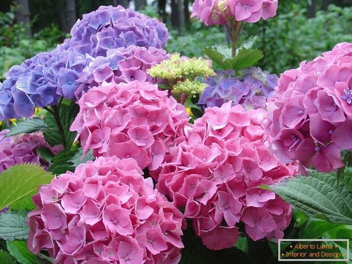 Inflorescențele de culoare roz și palid violet sunt favorite printre grădinarii moderni.