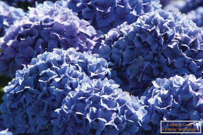 Florile violete ale hortensiilor de grădină sunt colectate în inflorescențe voluminoase, pline de formă rotunjită.