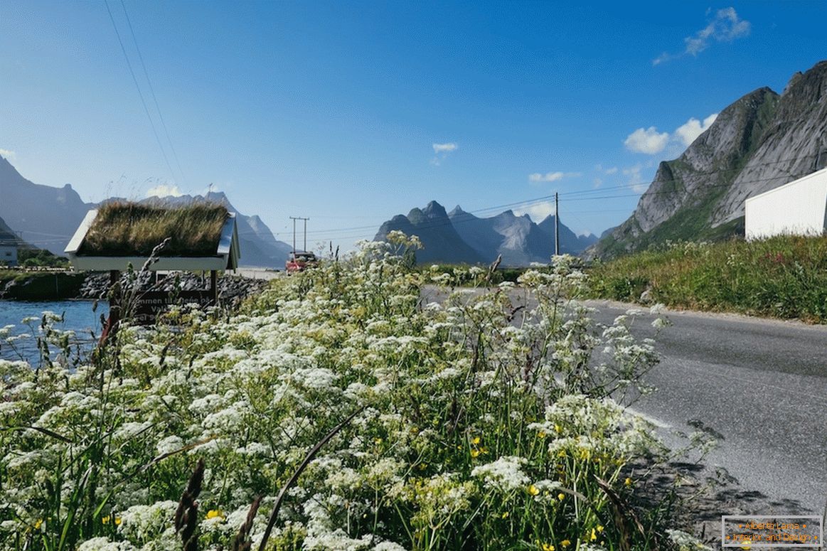 Câmpurile frumoase de flori din Norvegia