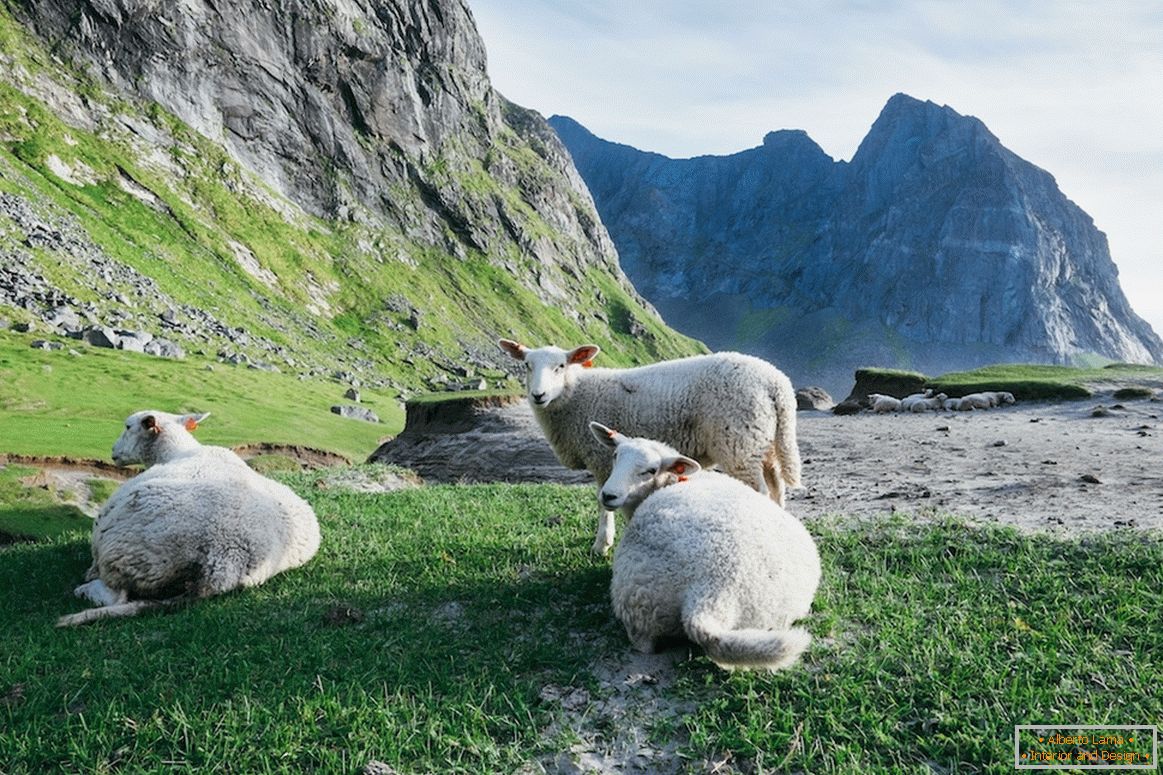 Turmă de oi în munții Norvegiei