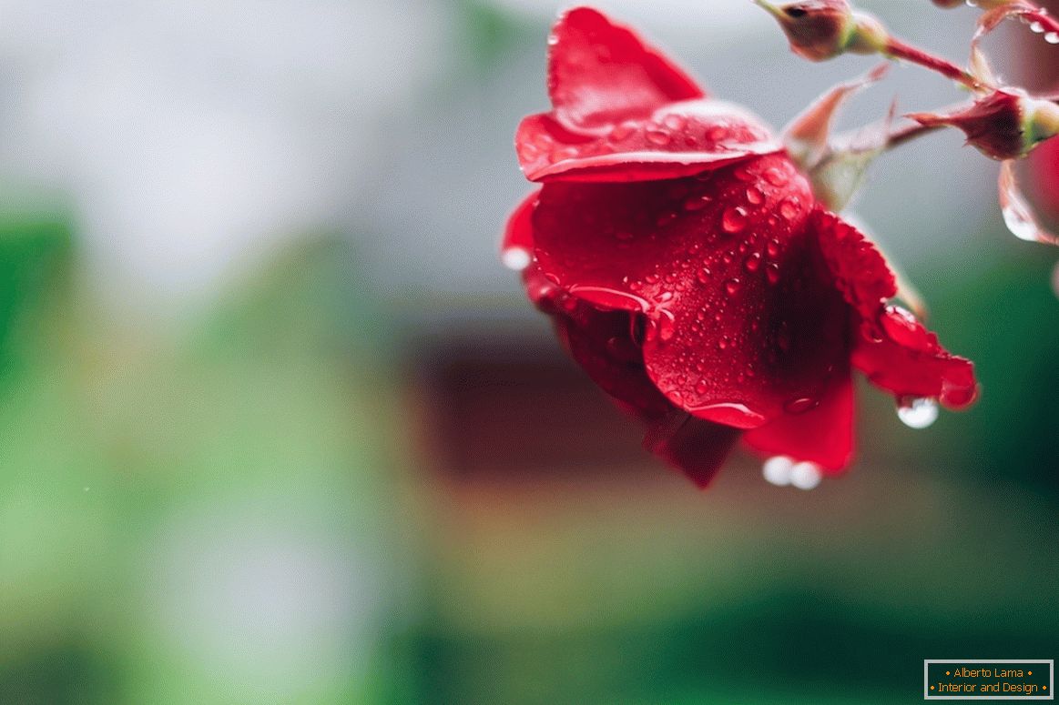 Rose după ploaie