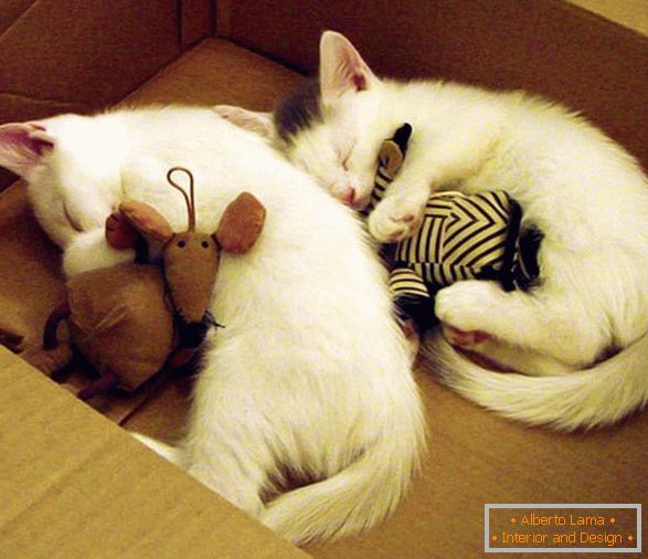 Două pui de dormit într-o îmbrățișare cu jucării