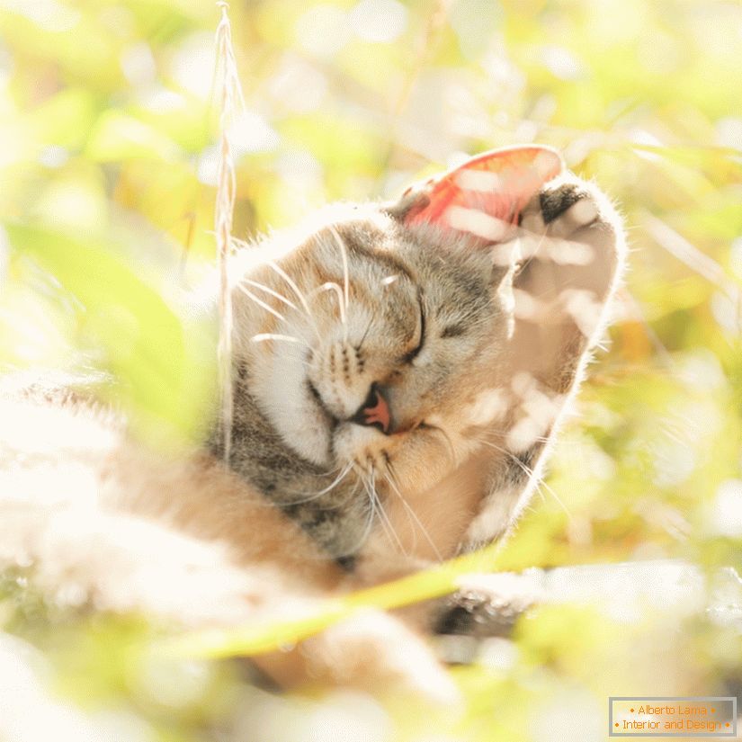 Fotografie de pisici drăguțe