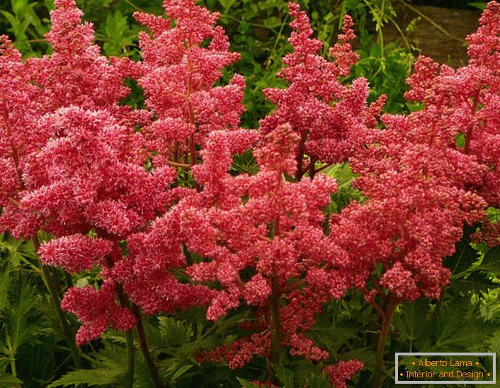 Contrastabil flori Astilbe. Floarea este populară printre grădinarii moderni, datorită inflorescențelor luxuriante.
