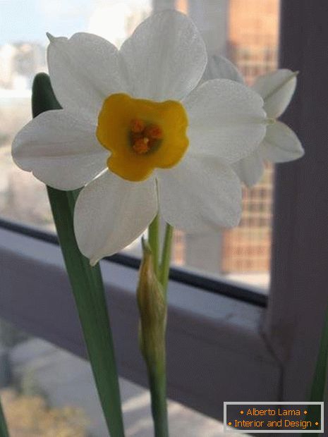 Floarea Narcisului
