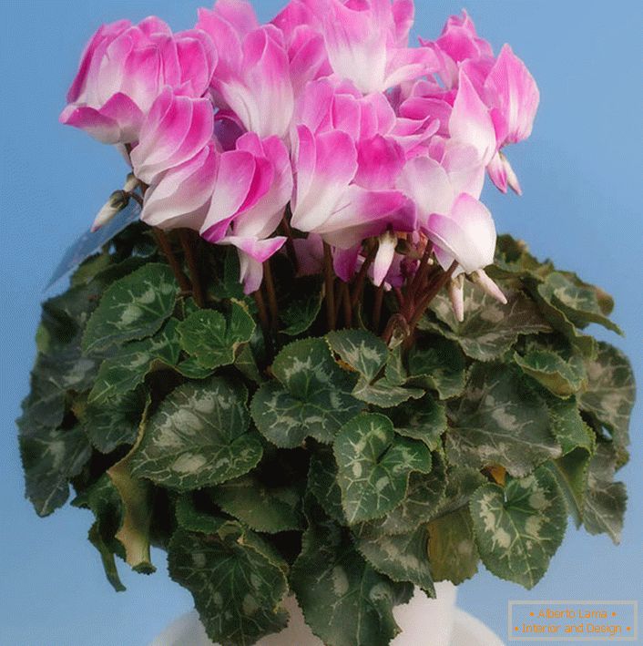 Cyclamen sau Violet alpin