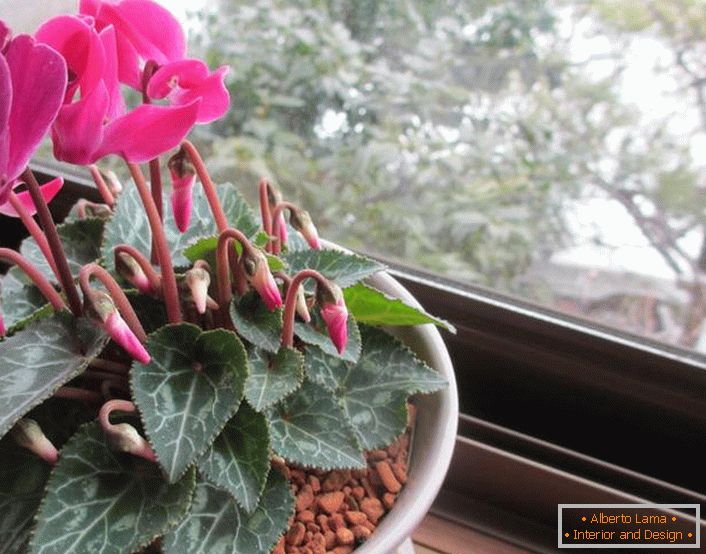 Cyclamen într-o oală