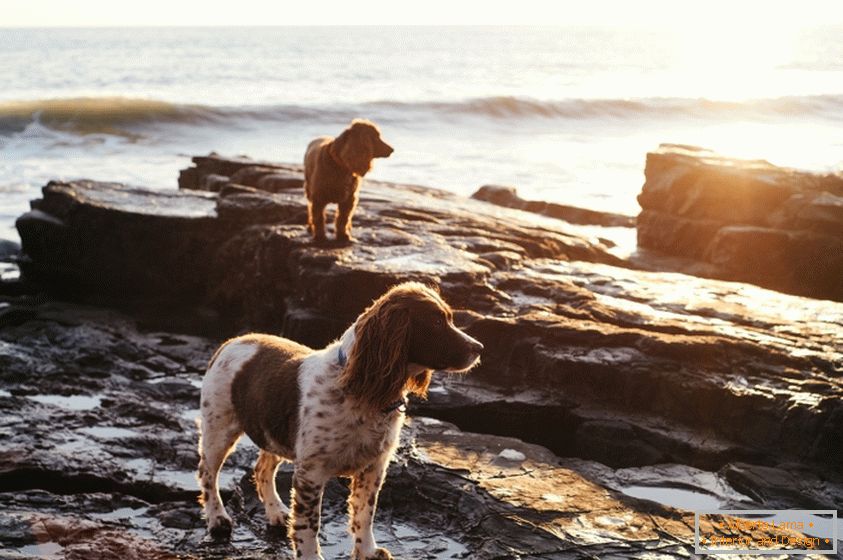 Câini de pe coastă