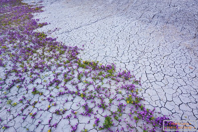 Explozie de flori în deșert