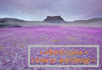 Deserturile din Utah au explodat în culori
