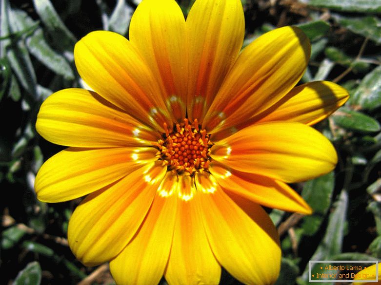 Floră galbenă delicată