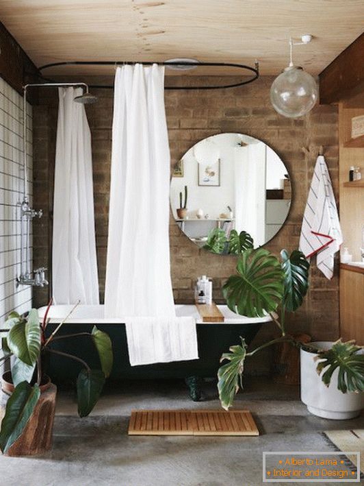 de interior растения в ванной