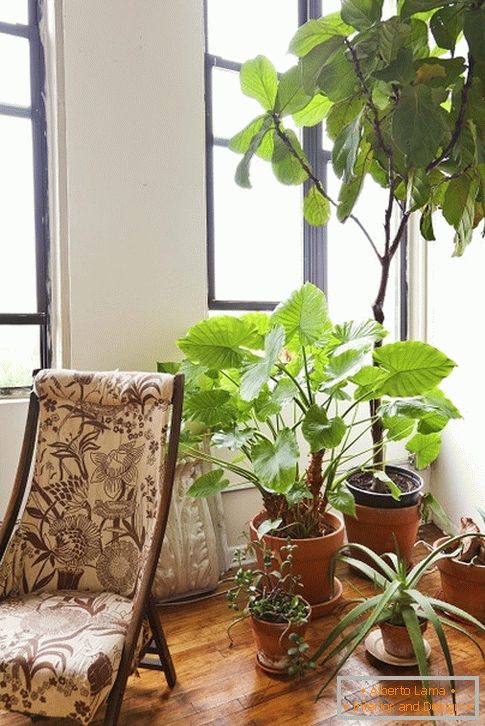 de interior растения за креслом