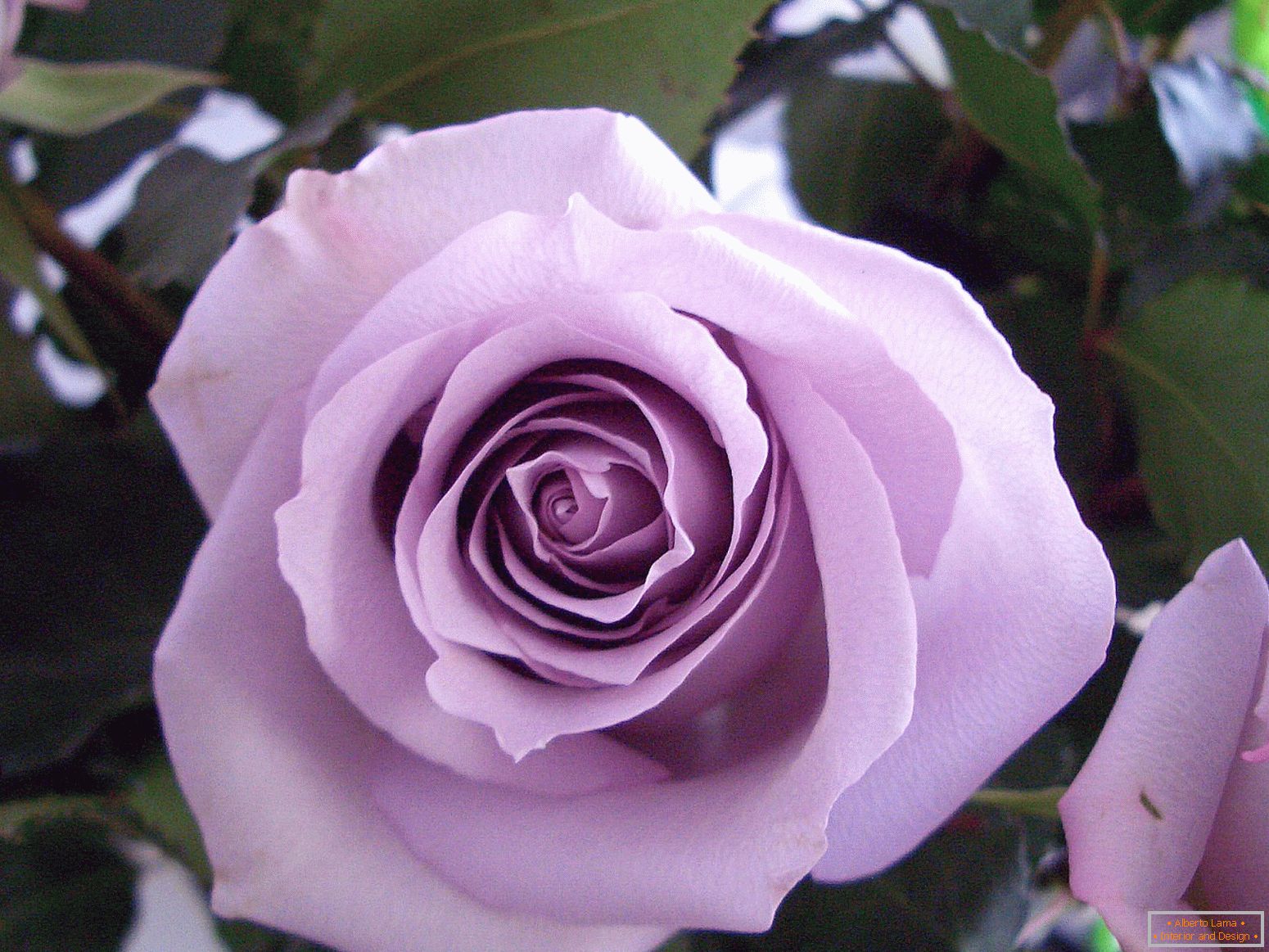 Varietate de trandafir violet