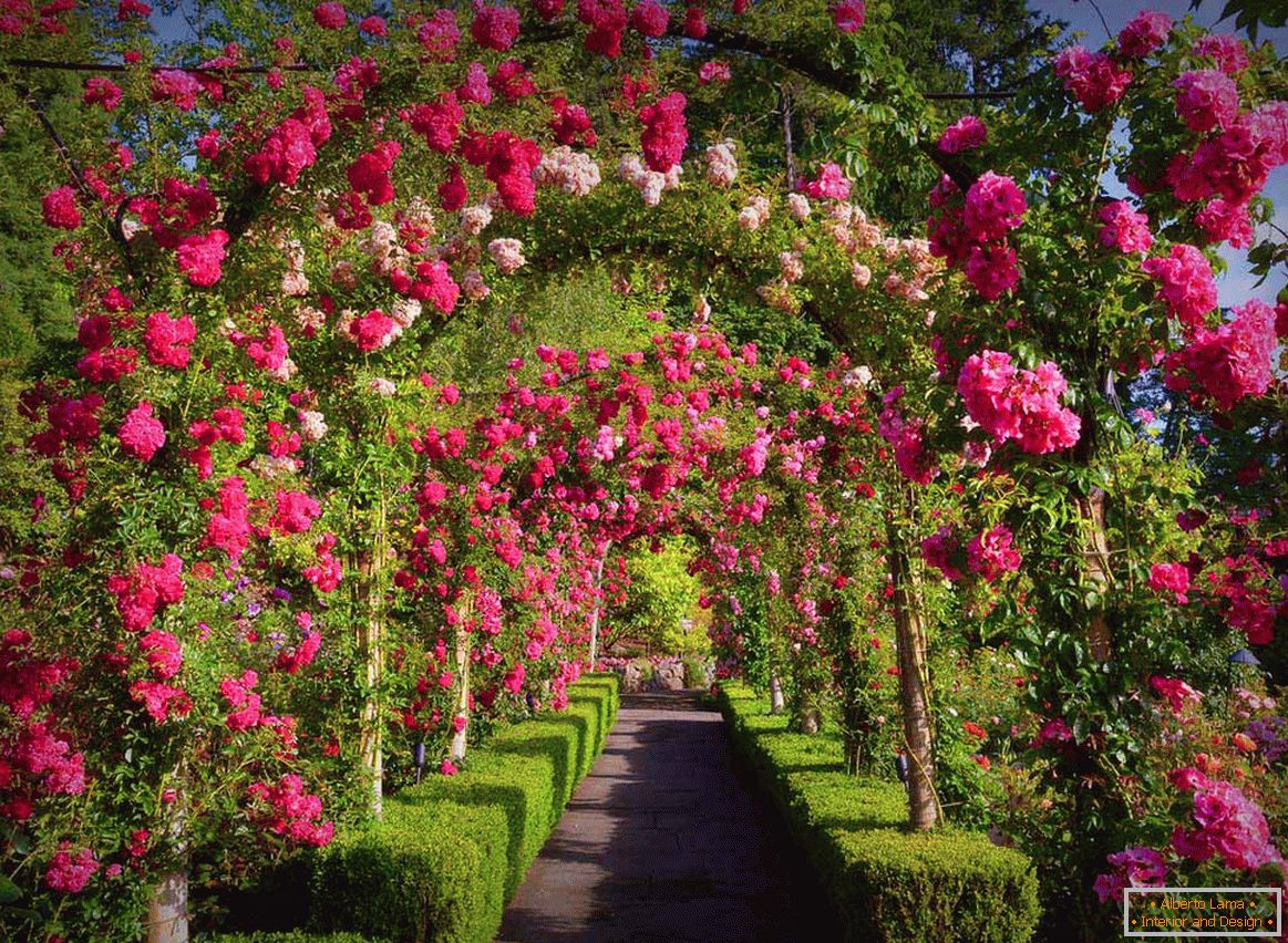 Trandafiri în grădinărit vertical