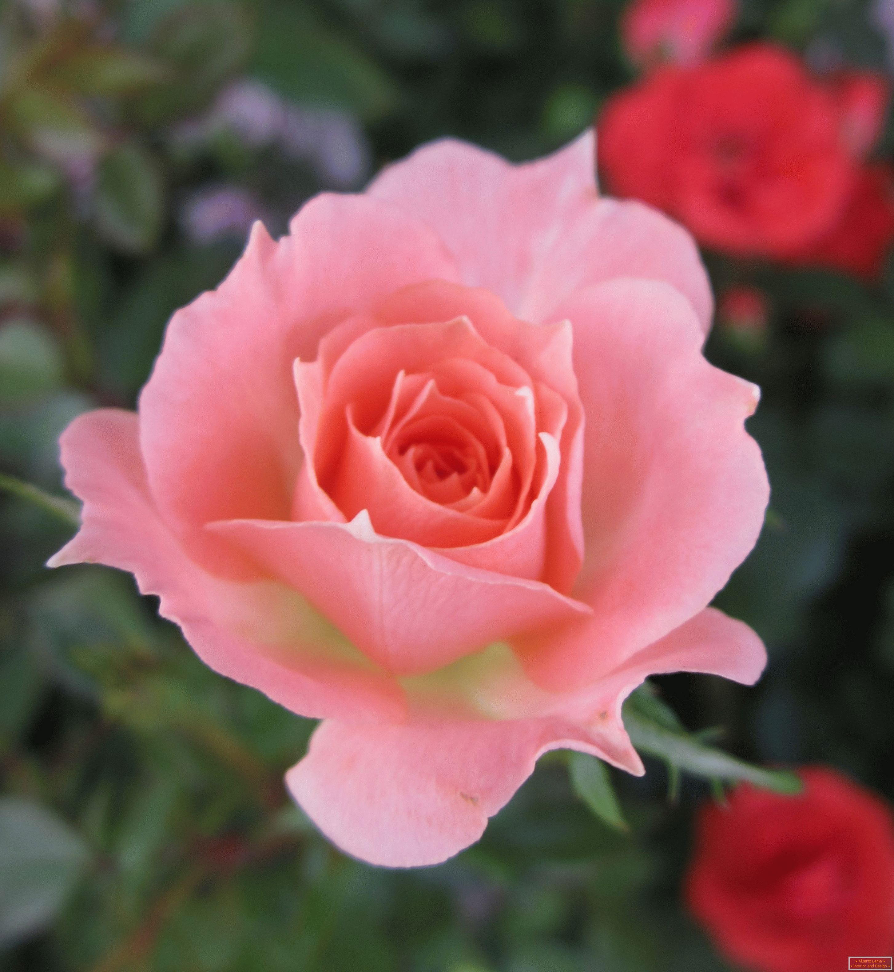 Trandafir de nuanta roz intr-un mediu de flori rosii