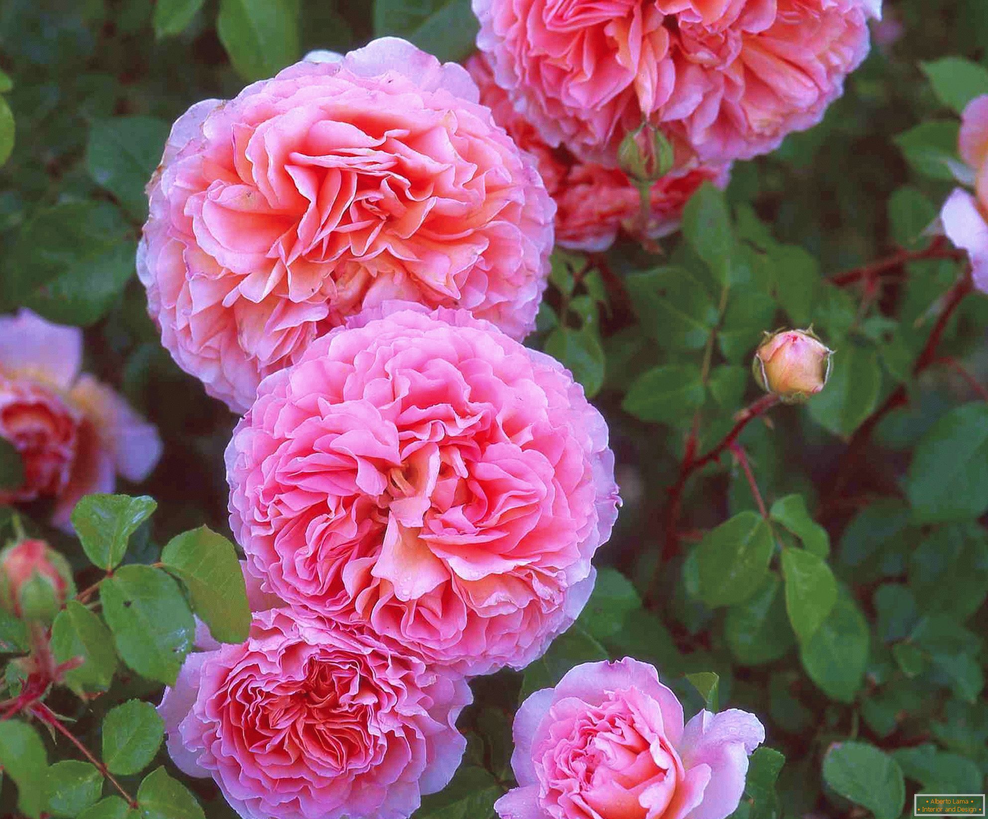 Trandafiri roșii duble