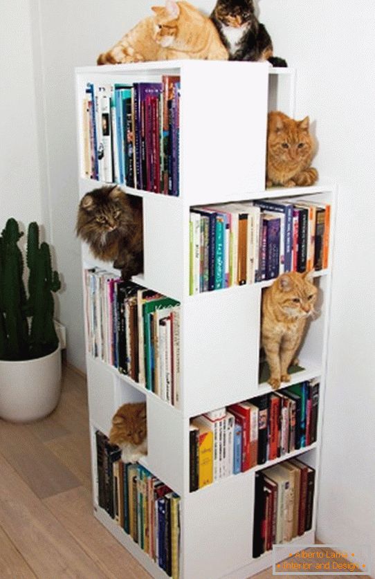 Rafturi pentru pisici в книжном стеллаже