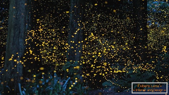Fabulos de licurici de aur de la fotograful japonez Yuki Karo