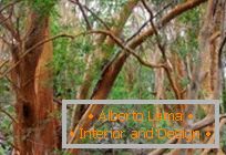 Pădurea unică Myrtle din Argentina