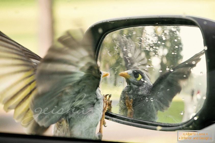 Pasărea se uită în oglinda laterală a mașinii