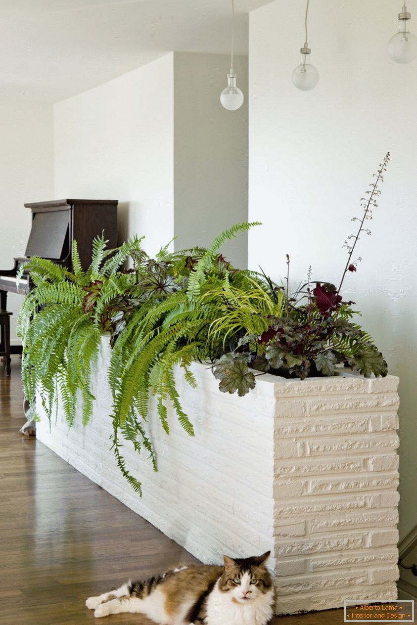 Gestionați umiditatea în apartament cu ajutorul plantelor
