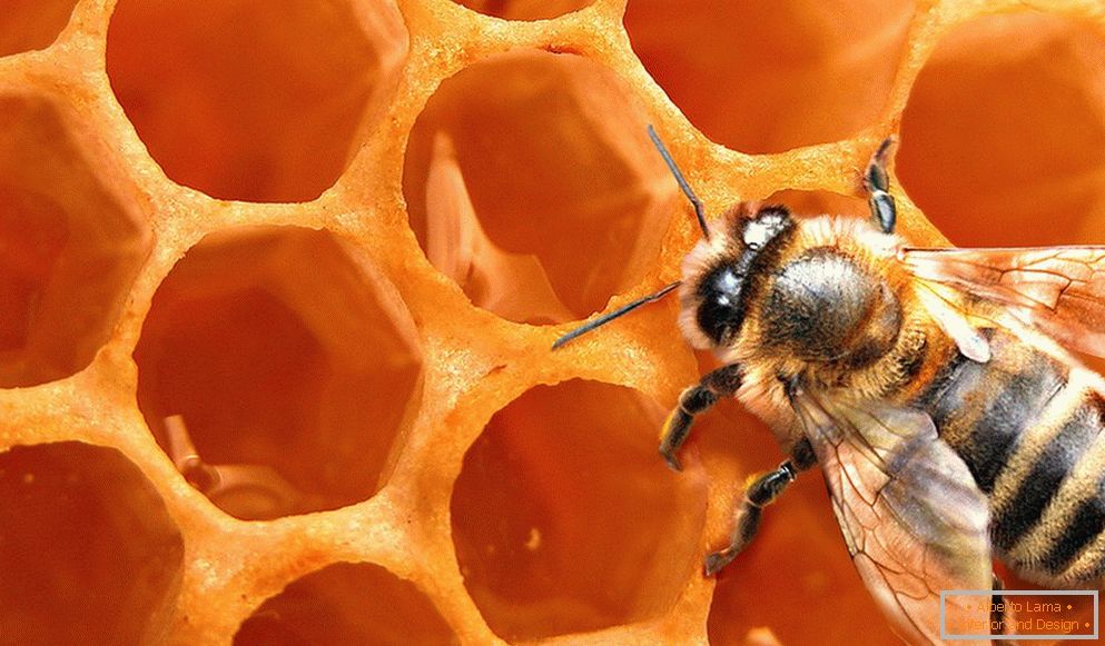 Bee fagure de miere